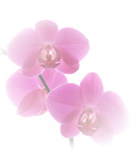Orchis violett Detail