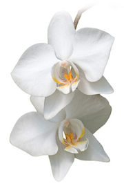 Orchis White Detail (Kopie 1)
